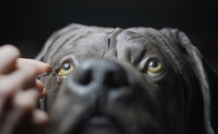 website film sinais vida