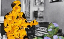 website film shedools